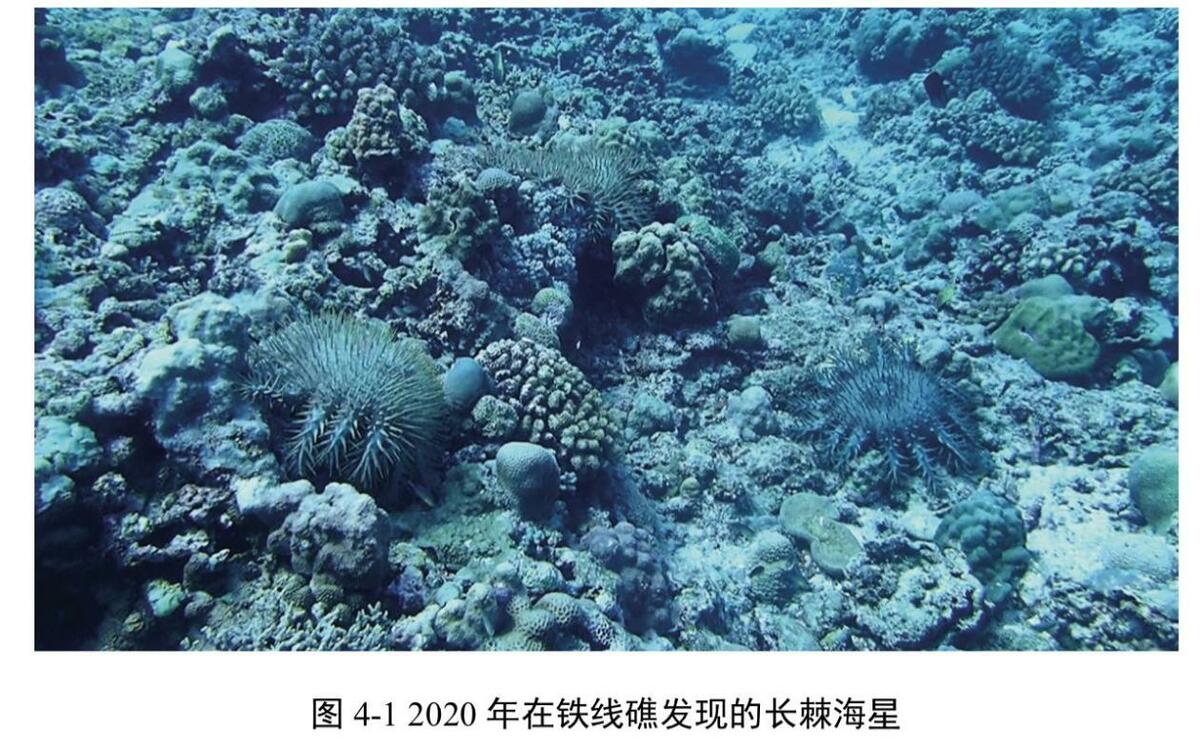 中國自然資源部南海發展研究院發布《鐵線礁、牛軛礁珊瑚礁生態系統調查報告》，圖為2020年在鐵線礁發現的長棘海星。 圖：翻攝陸網/環球網