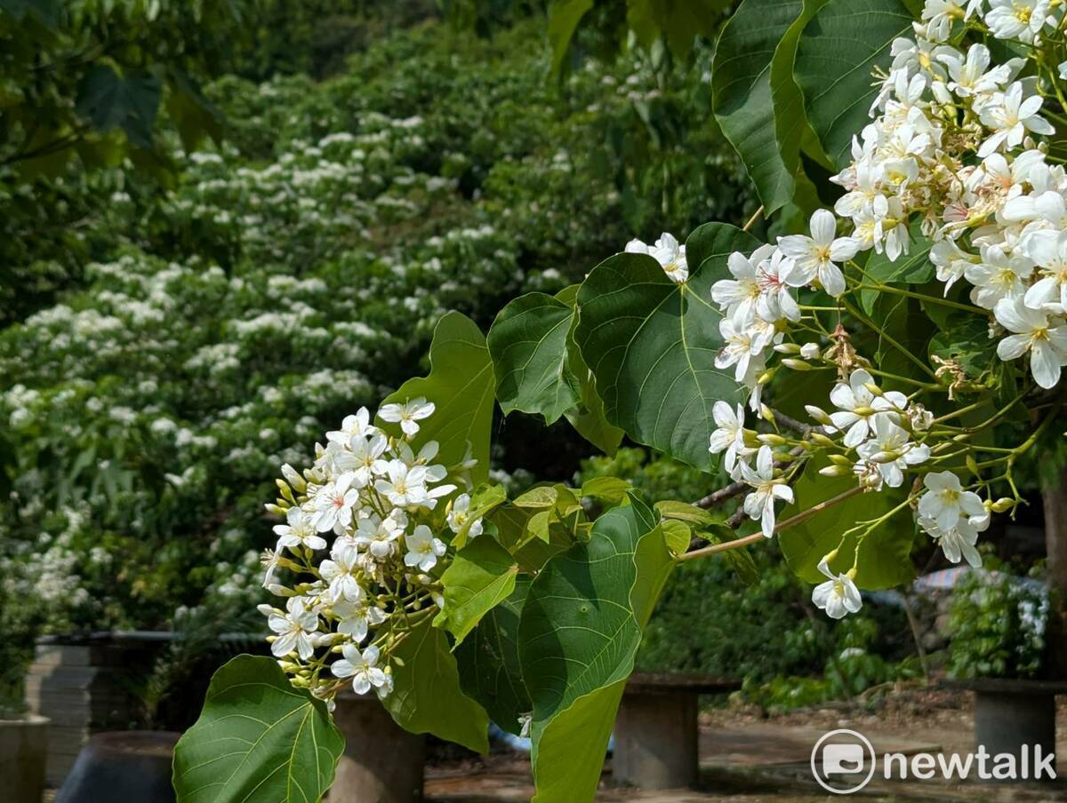 大湖桶桐花步道休憩區的油桐花綻放率約八成，預計4月底達到滿開，臺南市政府邀請民眾把握這段期間，走訪楠西梅嶺，在桐花飛舞、梅香四溢的小徑中散步，品嚐在地梅子特色料理，尋找屬於自己的浪漫。 圖：台南市政府提供