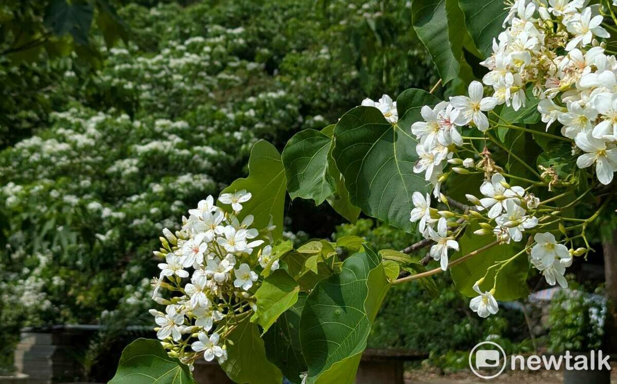 青梅竹馬遶山花 梅嶺桐花盛開八成