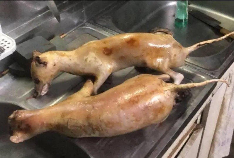 台中市議員江和樹爆料有人疑似販售狗肉與石虎肉。 圖：江和樹提供
