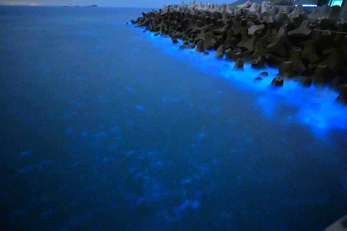 馬祖藍眼淚吸引許多遊客跳島「追淚」。 圖：連江縣政府/提供(鄭智新攝影)