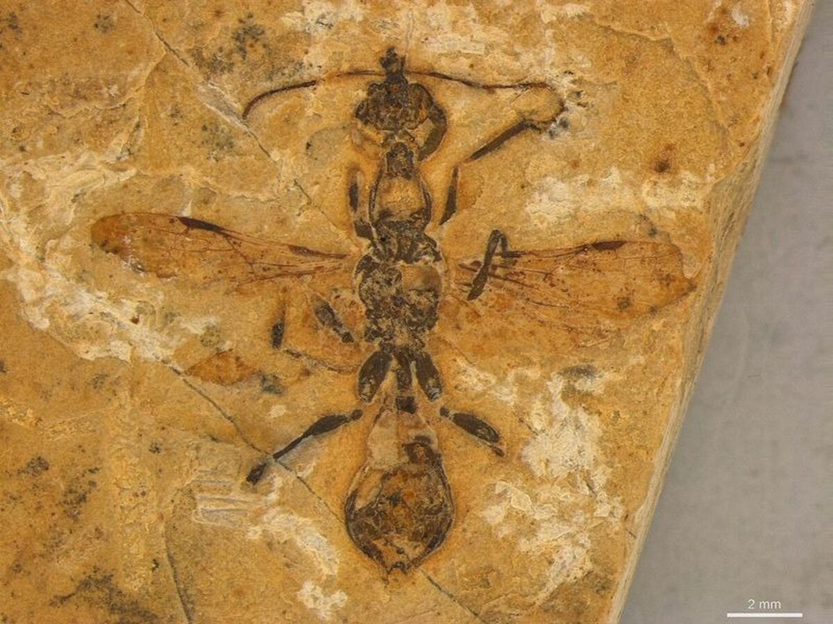巴西發現1.13億年前「地獄蟻」化石。（翻攝自中國科學報）