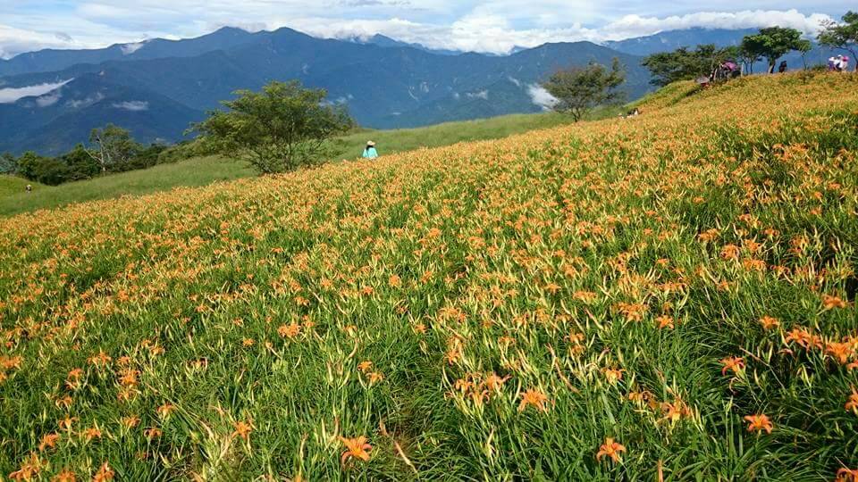 花蓮六十石山目前花況，可看見滿山金黃花海搖曳，與遼闊花東縱谷相互輝映，快來趟花蓮小旅行吧！ 圖：吉星照／提供