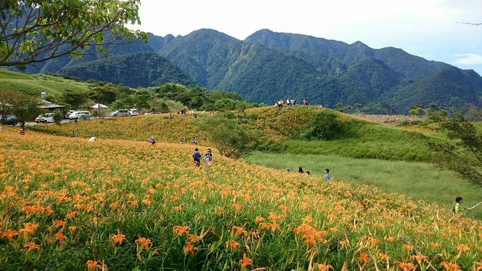 花蓮六十石山目前花況，可看見滿山金黃花海搖曳，與遼闊花東縱谷相互輝映，快來趟花蓮小旅行吧！ 圖：吉星照／提供