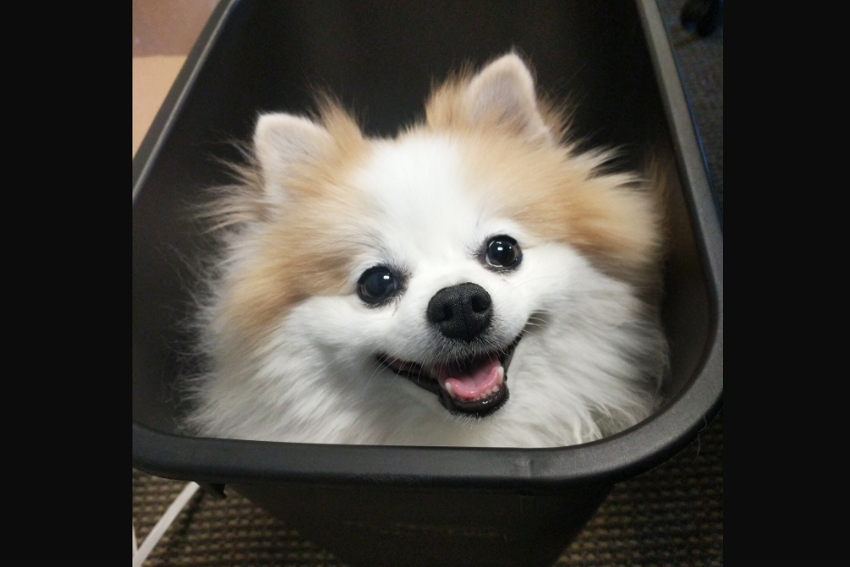 吉娃娃Chiby搶盡了比賽的風采。 圖：翻攝自Overwatch Contenders的twitch