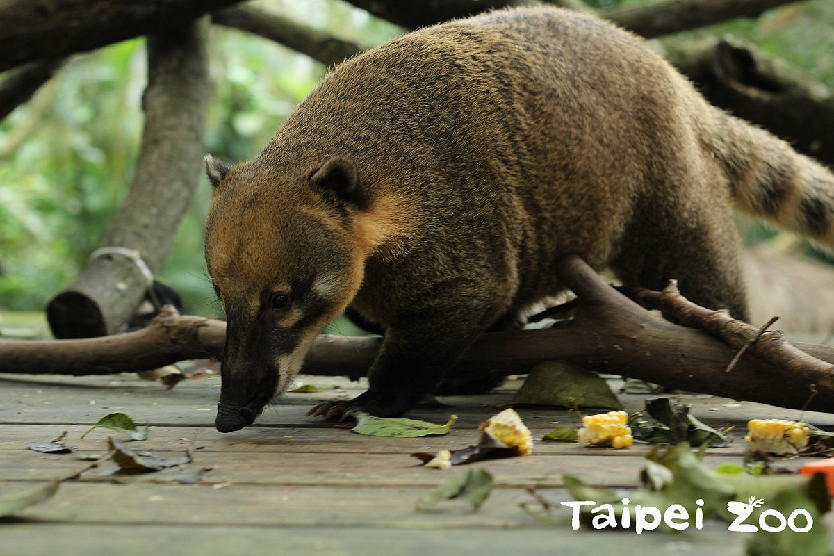 減重前長鼻浣熊的身型明顯較圓潤。 圖：台北市立動物園提供
