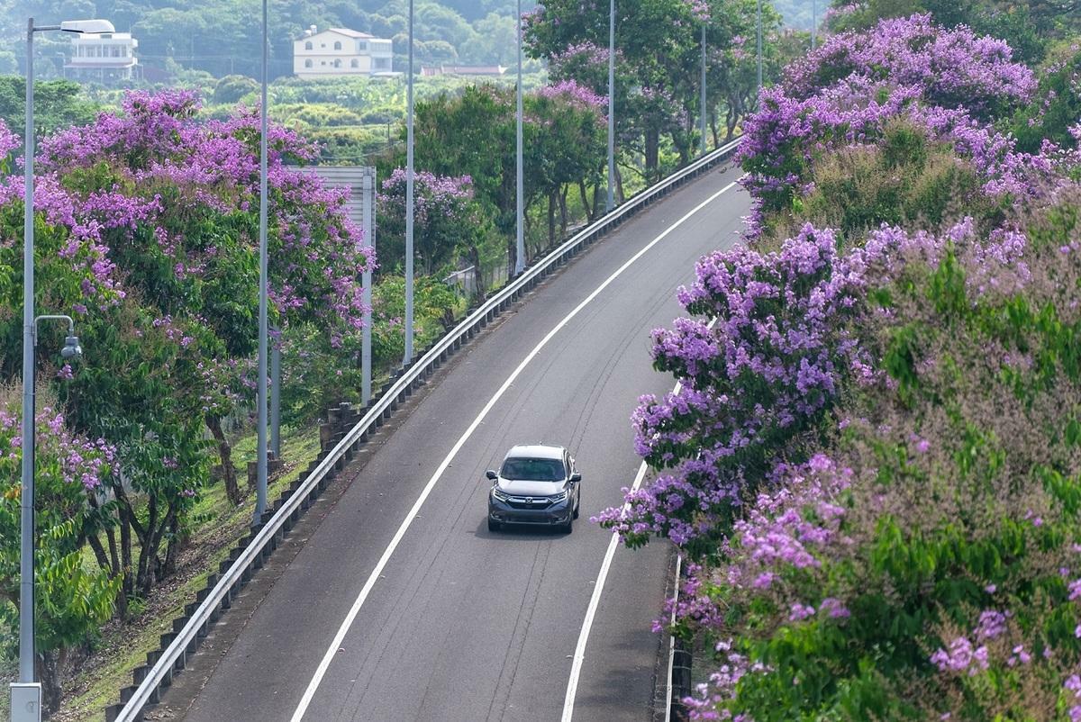 國道10號嶺口交流道大花紫薇花期為6~7月。 圖：高速公路局／提供