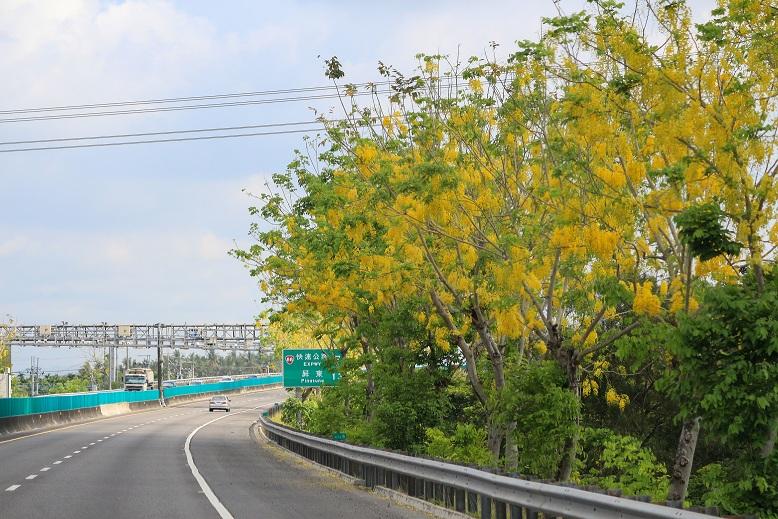 國道3號南州路段阿勒勃花期為5~6月。 圖：高速公路局／提供