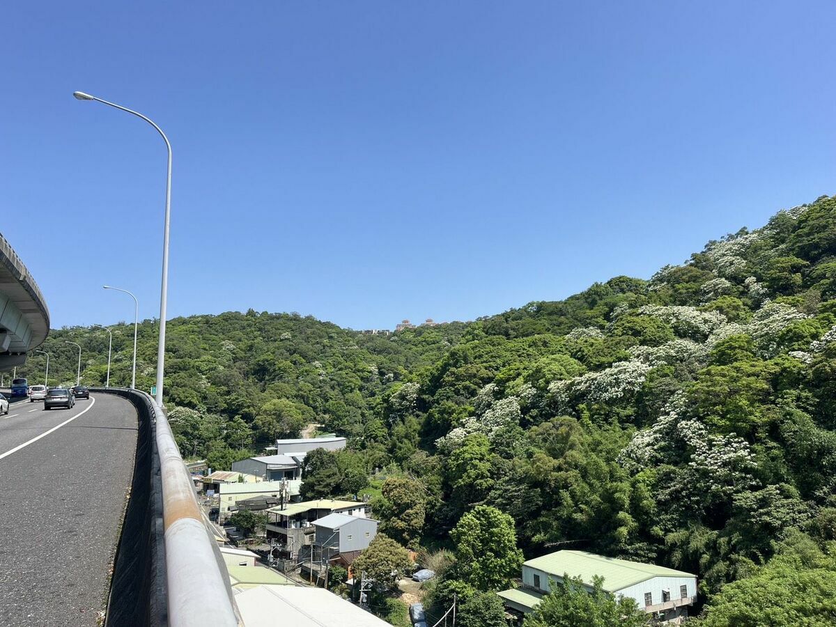 國道1號五楊高架林口路段油桐花期為4~5月。 圖：高速公路局／提供