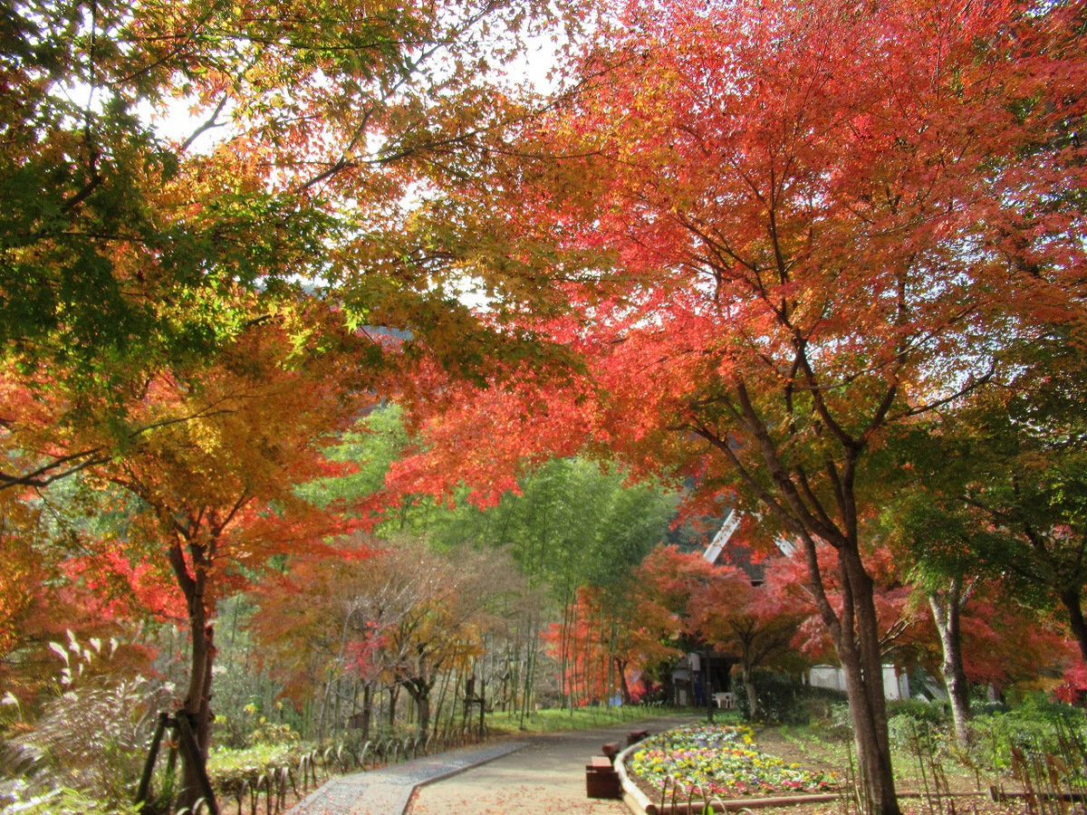 秋季可欣賞美麗紅葉。 圖：© 夕焼け小焼けふれあいの里／提供