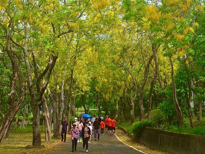 健走賞阿勃勒黃金雨。 圖：台南市政府觀光旅遊局提供
