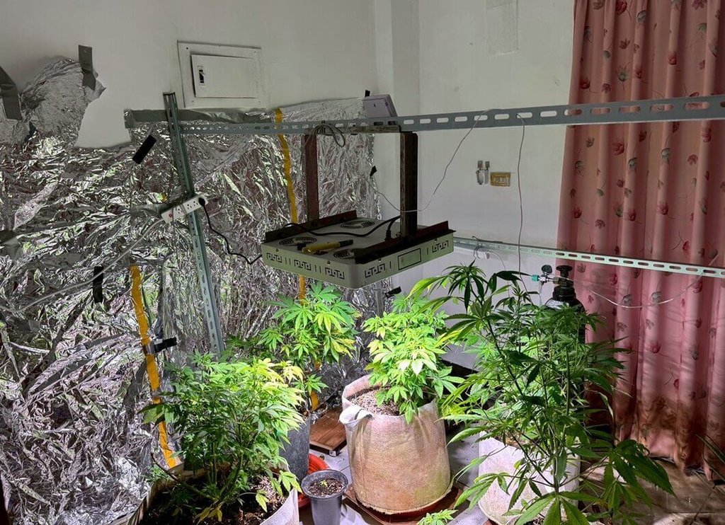 嘉義縣李姓男子113年間自泰國夾帶大麻種子回國栽植販賣牟利，114年3月間遭臨檢員警識破車上置放的大麻花，進而查獲山區植栽場。（嘉義地檢署提供）中央社記者黃國芳傳真  114年6月2日