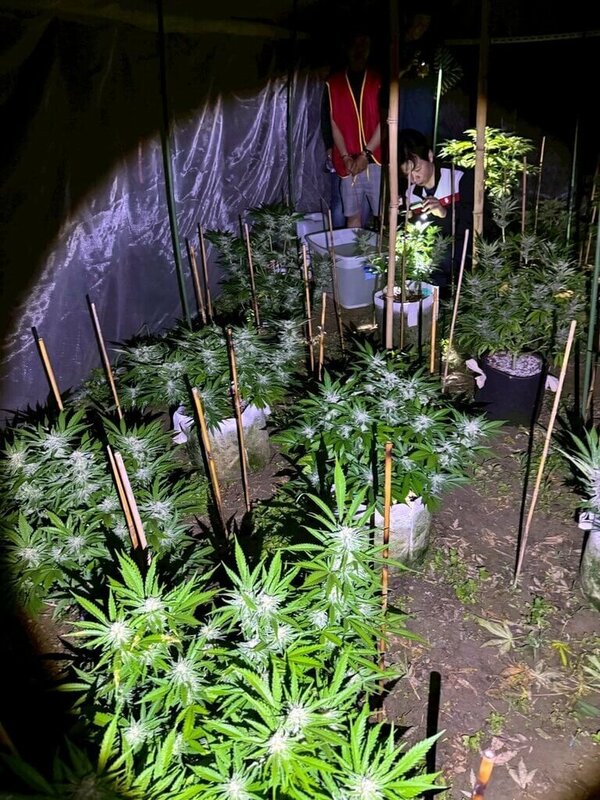嘉義縣李姓男子113年間自泰國夾帶大麻種子回國栽植販賣牟利，114年3月間遭臨檢員警識破車上置放的大麻花，進而查獲山區植栽場，查扣大麻植株101株等，嘉檢起訴。（嘉義地檢署提供）中央社記者黃國芳傳真  114年6月2日