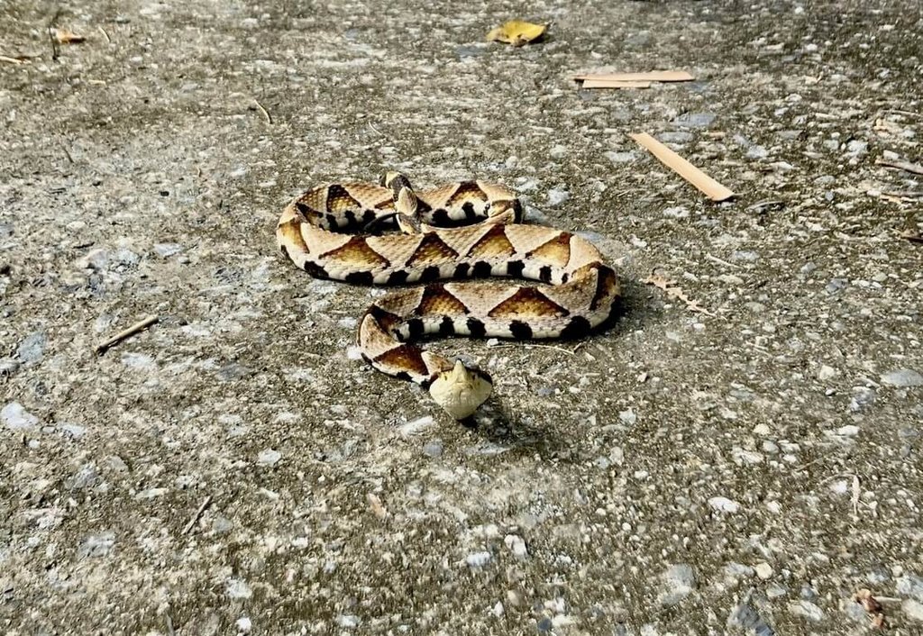 近日氣候多變，又碰上進入蛇出沒旺季，台東縣衛生局備好毒蛇血清，台東114年截至6月6日已有5件蛇咬傷通報送醫，台東縣政府呼籲民眾提高警覺，避免驚擾毒蛇。圖為百步蛇。（台東縣政府提供）中央社記者盧太城台東傳真  114年6月6日