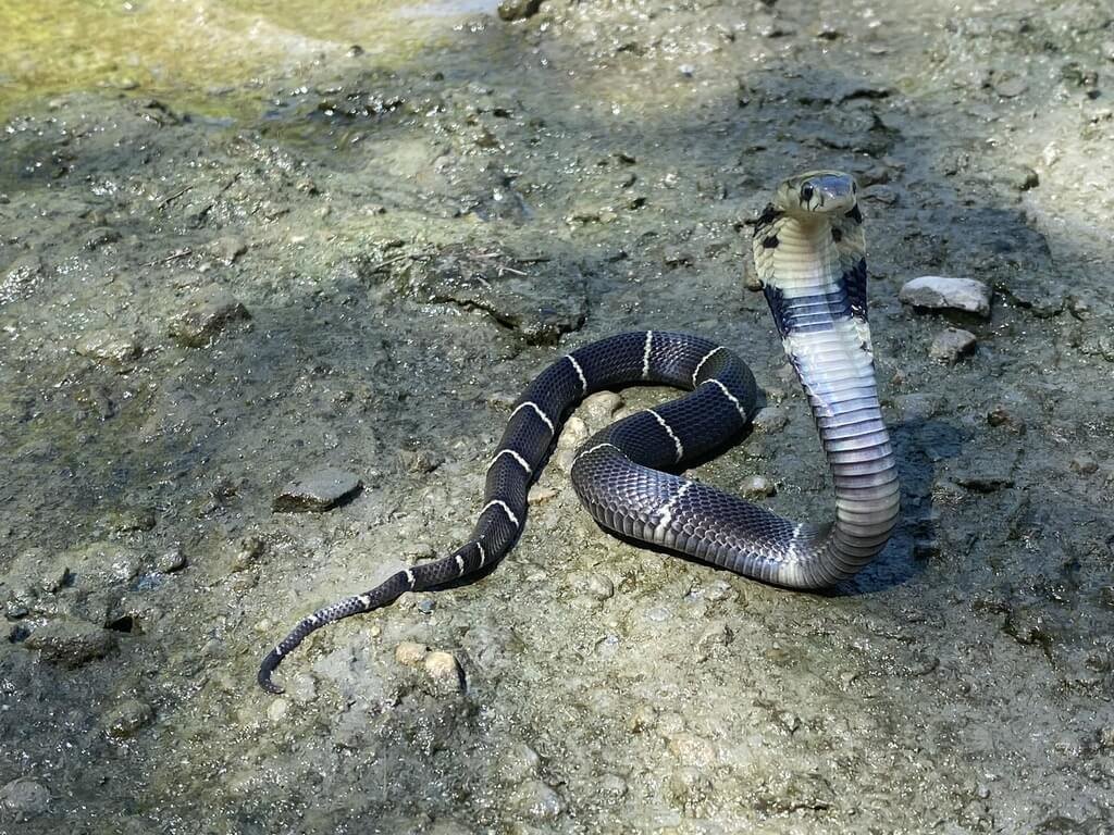 近日氣候多變，又碰上進入蛇出沒旺季，台東縣衛生局已經備好毒蛇血清，台東114年截至6月6日已有5件蛇咬傷通報送醫，台東縣政府呼籲民眾提高警覺，避免驚擾毒蛇。圖為眼鏡蛇。（台東縣政府提供）中央社記者盧太城台東傳真   114年6月6日