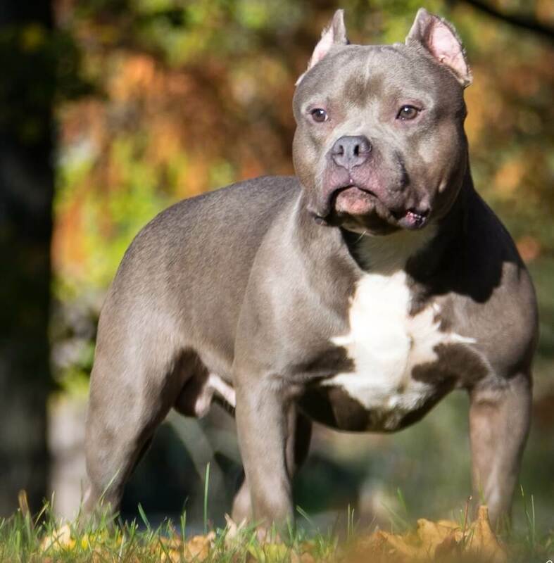 美國大型惡霸犬示意圖。（圖取自維基共享資源；作者BullyB6，CC BY-SA 4.0）