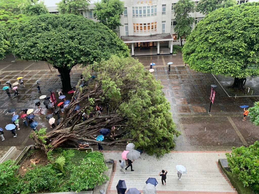 台中逢甲大學校內13日下午發生榕樹傾倒事件，1名學生遭壓傷，消防局獲報馳援，將受傷學生送醫。（民眾提供）中央社記者趙麗妍傳真  114年6月13日