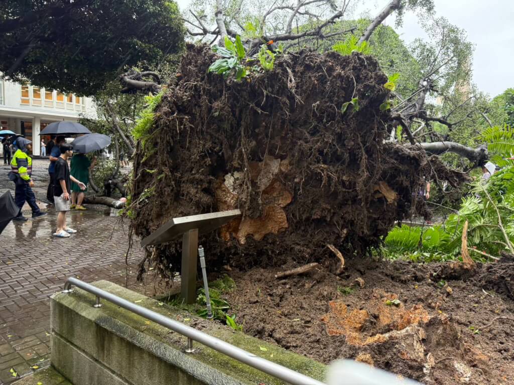 台中地區13日雨勢不斷，逢甲大學校內忠勤樓前發生榕樹傾倒意外，有學生遭重壓受傷，消防獲報到場救援送醫，重傷學子經搶救仍不治。（民眾提供）中央社記者郝雪卿傳真 114年6月13日