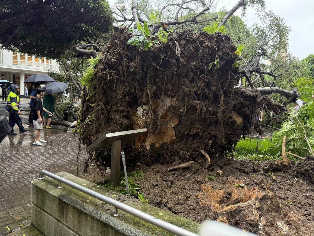 台中地區13日雨勢不斷，逢甲大學校內忠勤樓前發生榕樹傾倒意外，有學生遭重壓受傷，消防獲報到場救援送醫，重傷學子經搶救仍不治。（民眾提供）中央社記者郝雪卿傳真 114年6月13日