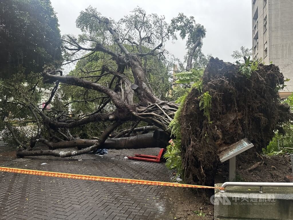 逢甲大學校內榕樹大道13日發生大榕樹傾倒，壓傷行經該處的學生，造成1死3傷。校方表示，目前校內131棵喬木將進行體檢，維護校園安全。中央社記者趙麗妍攝  114年6月14日