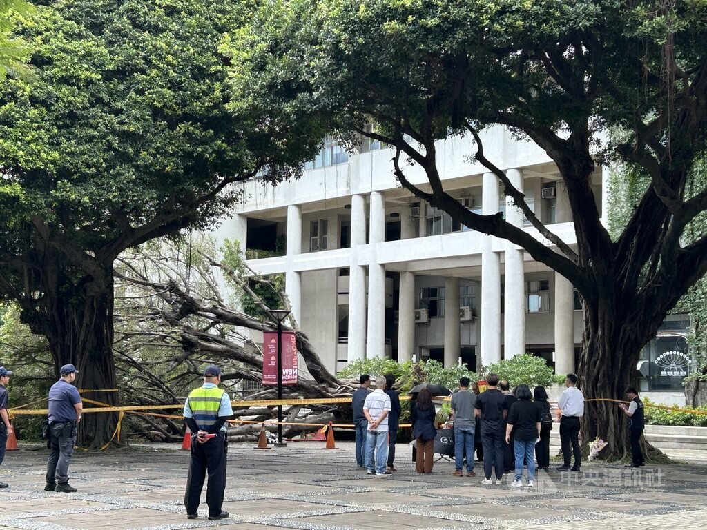 逢甲大學校內一棵榕樹13日突然傾倒壓死吳姓碩士生，家屬14日重返事發現場招魂，場面哀淒。中央社記者趙麗妍攝  114年6月14日