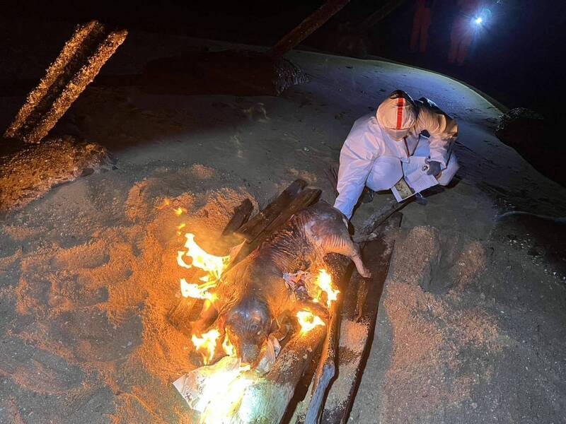 金門海漂豬屍驗出非洲豬瘟，農業部禁金門豬肉產品運台至6月23日。 圖：金門縣政府 ／ 提供