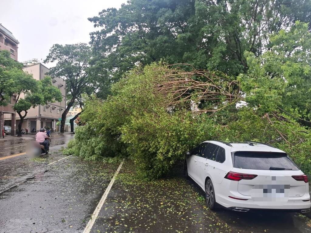 高雄市楠梓區19日下午強風大雨，學專路附近有路樹傾倒，壓住2輛停放路邊車輛，幸未造成人員受傷受困。（高雄市警察局楠梓分局提供）中央社記者張已亷傳真 114年6月19日