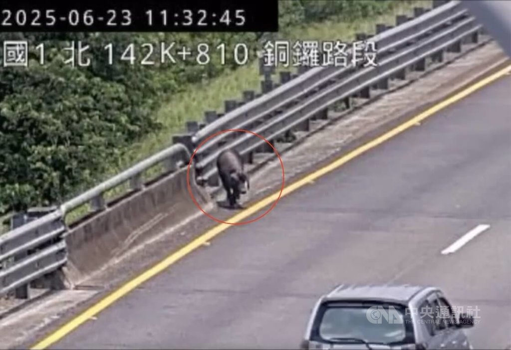 國道1號北上苗栗銅鑼路段23日出現一隻黑豬穿梭在車道上，國道警方查出，豬隻是從一輛貨車掉落，將對貨車駕駛開罰。（翻攝自國道即時路況）中央社記者管瑞平傳真  114年6月23日