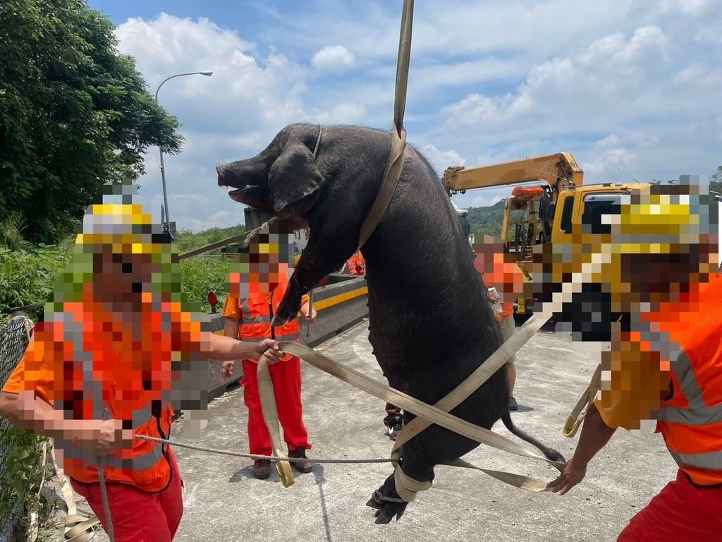 一輛運豬貨車23日行經國道1號北上銅鑼往苗栗路段，其中一隻重達120公斤的大黑豬掉落車道，警方協請國道救援隊出動拖吊車將其吊離現場。（警方提供）中央社記者管瑞平傳真  114年6月23日