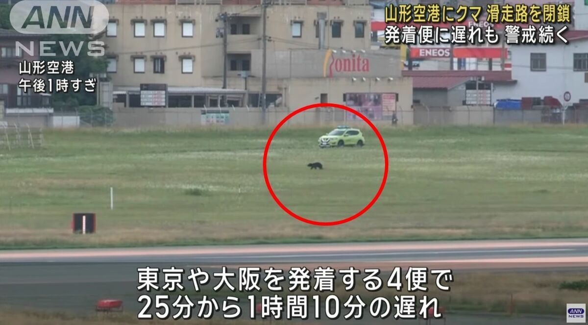 山形機場今驚傳有熊闖入跑道，導致跑道一度關閉，多架航班受到影響。（翻攝自ANN）