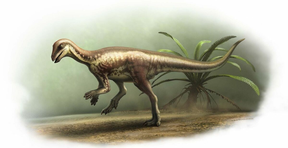 小型恐龍因骨骼脆弱與獵人偏好大型標本而少有出土，這次發現對重構侏羅紀生態全貌意義重大。（翻攝自Bob Nicholls Art）