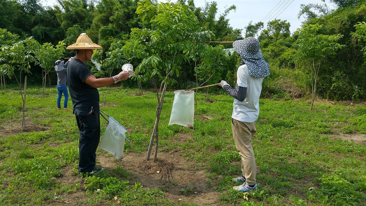 農友利用苗栗區農業改良場老師吳怡慧表示所教授的「捕蟲神器」抓捕到滿滿好幾袋的荔枝椿象。 圖：高雄市政府農業局/提供