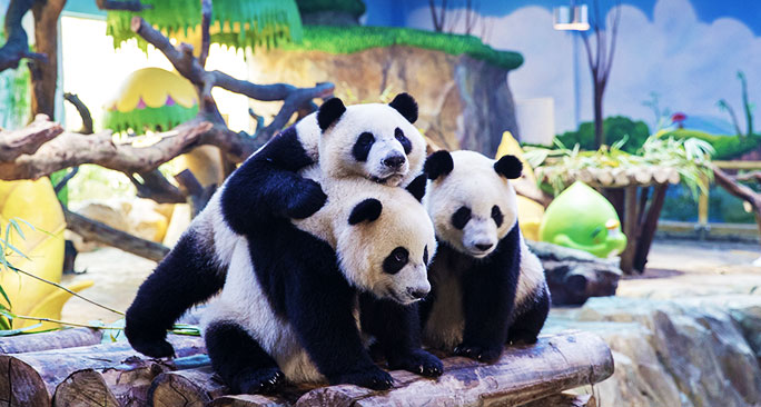 貓熊菊笑在長隆野生動物世界產下三胞胎為現有紀錄存活的「世界唯一貓熊三胞胎」。 圖：翻攝自長隆野生動物世界網站