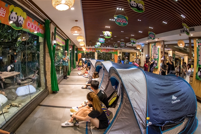 參與夜宿貓熊館的遊客在分配帳篷，收拾行李，分批安排洗漱以後，就關燈，躺在乾淨寬敞的帳篷裡，聽著大熊貓的呼吸，一起進入甜美的夢鄉。 圖：翻攝自長隆野生動物世界網站