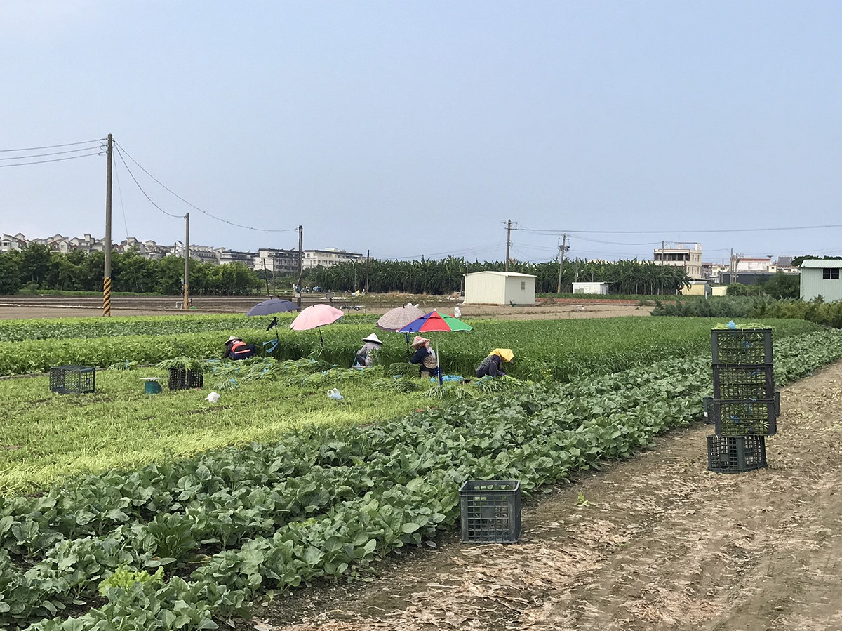 輕颱泰利逐漸朝台灣前進，登陸機會相當高，氣象局預測影響最大的時間為周三到周四，高雄市農業局呼籲農民注意颱風動態，提早做好田間防颱整備。 圖：高雄市農業局/提供