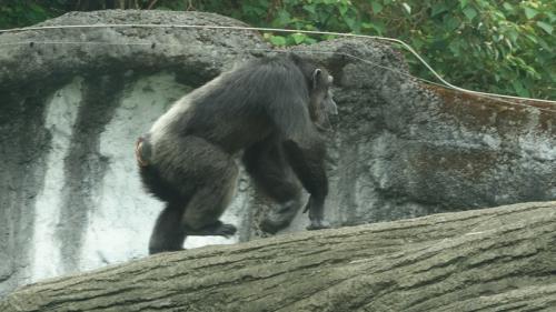 台北市立動物園黑猩猩莎莉。 圖：台北市立動物園提供