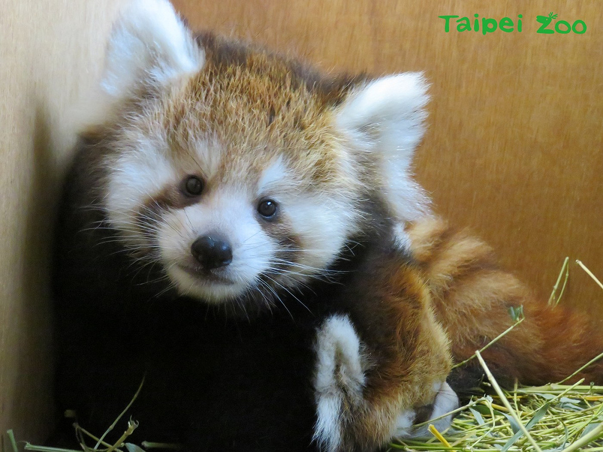 小貓熊「美可」所生龍鳳胎的女生。 圖：台北市立動物園提供