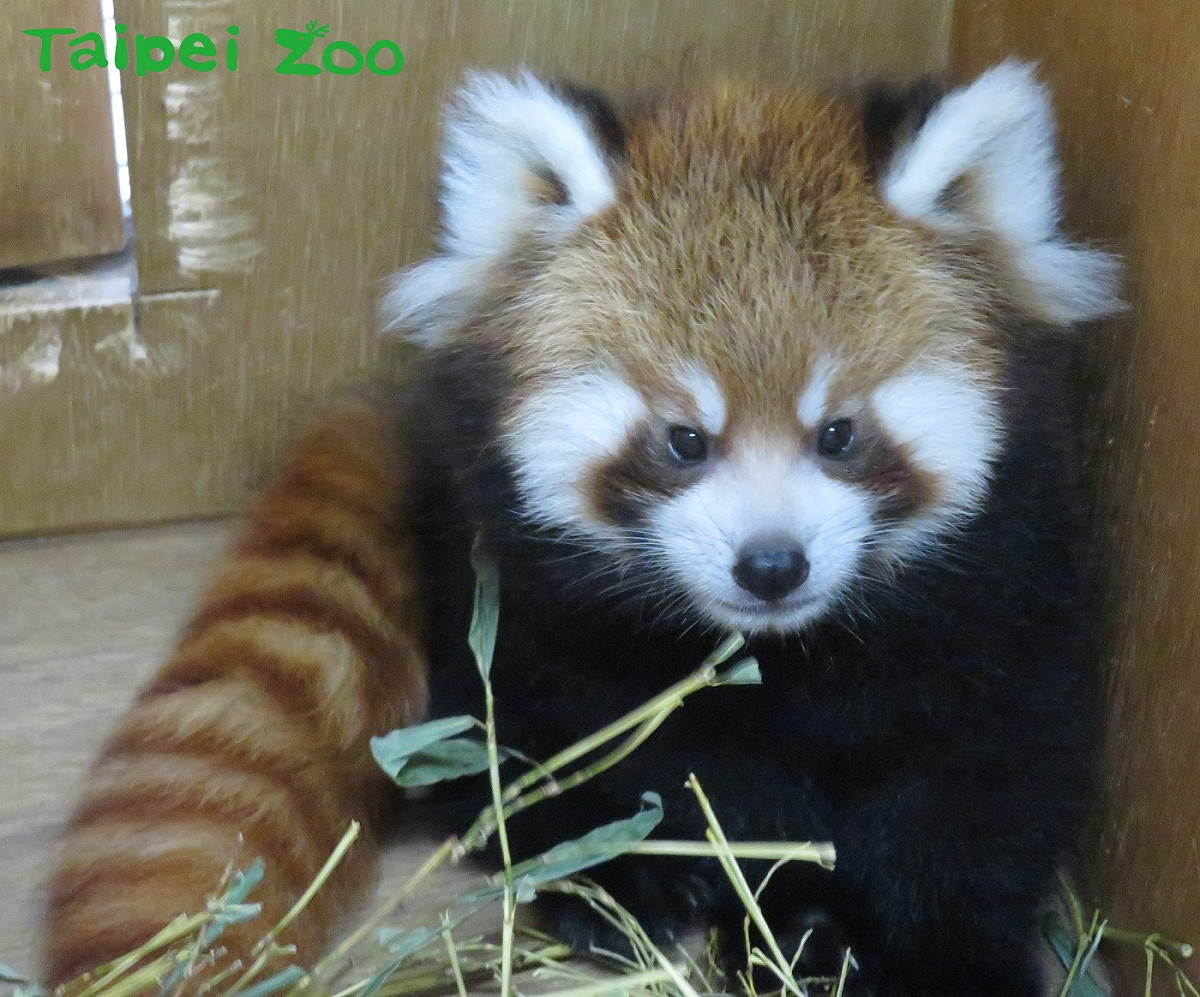 小貓熊「美可」所生龍鳳胎的男生。 圖：台北市立動物園提供