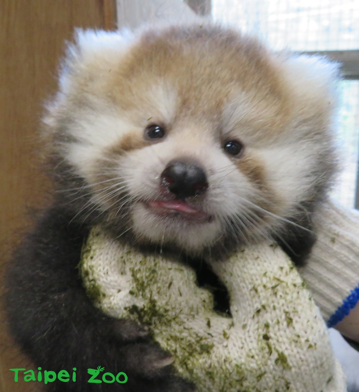 小貓熊寶寶模樣十分可愛。 圖：台北市立動物園提供