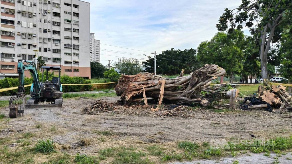 花蓮市舊田浦車站文化園區1棵百年老榕樹，被颱風吹倒後發現感染褐根病，經半年多搶救無效，決定移除；在地居民非常難過，反映沒有事先預告就移除、支解老樹。中央社記者李先鳳攝  114年6月30日