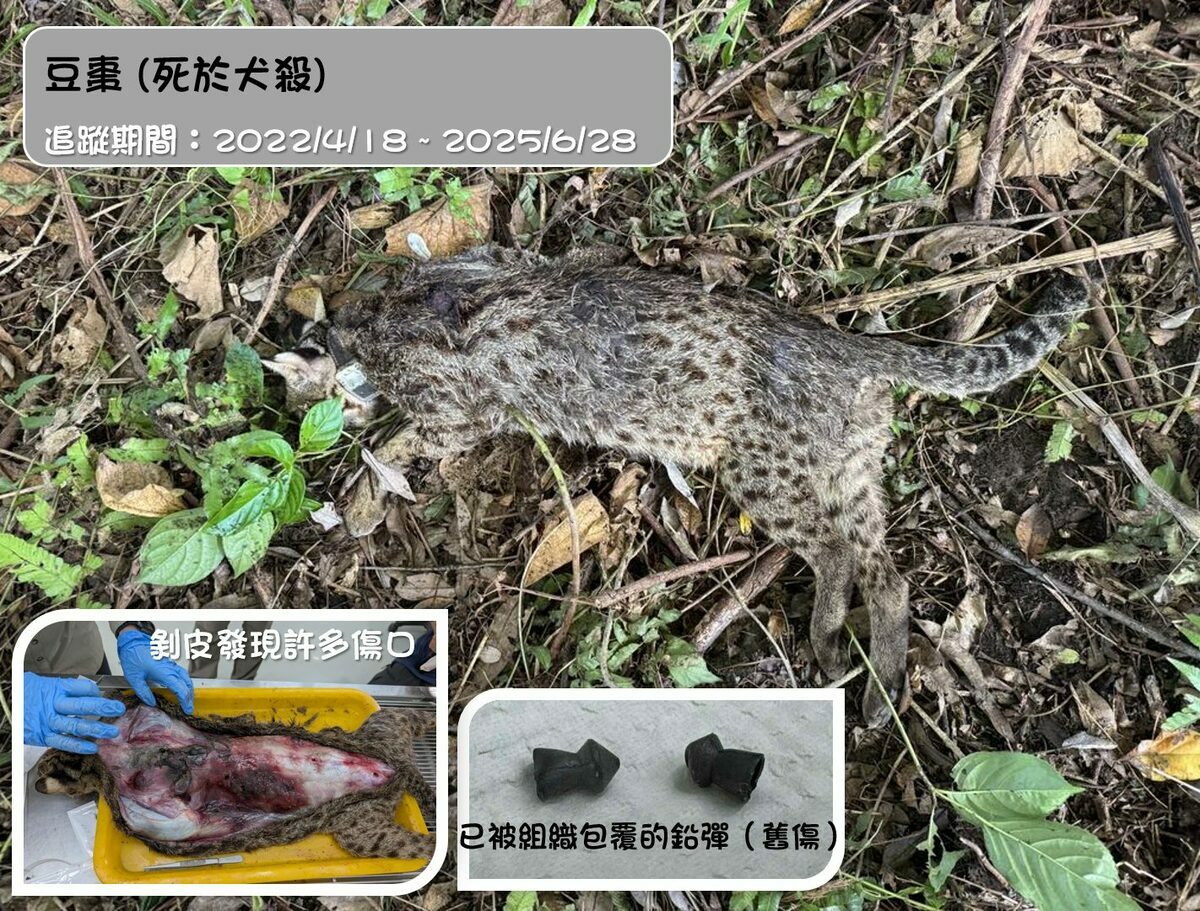 石虎保育團隊昨(29)晚證實，團隊野放追蹤3年多的石虎媽媽「豆棗」28日時，遭犬隻攻擊後死亡。 圖：翻攝自「石虎保育大使阿虎加油」粉專