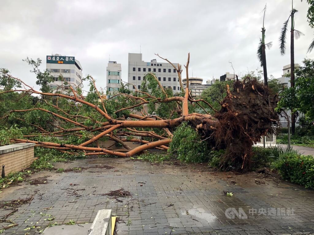 颱風丹娜絲6日深夜在嘉義布袋登陸，嘉義市經1個多小時強陣風肆虐，7日市區街景滿目瘡痍，中正公園老樹倒伏。中央社記者黃國芳攝  114年7月7日