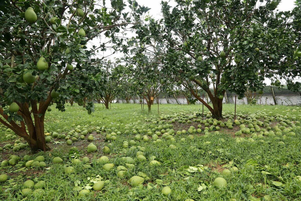 麻豆文旦、下營文旦目前落果狀況嚴重，許多果農一年心血泡湯，市府將動員所有可用資源協助農民度過難關。 圖：台南市政府提供