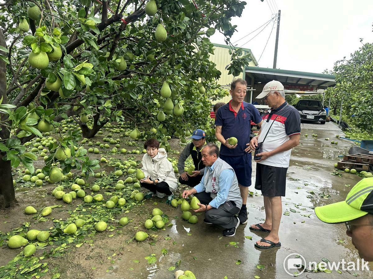 陳亭妃指出，目前文旦與白柚災損程度極為嚴重，多數果園損害超過九成，果實全數落果，農民心血幾乎一夕間盡失。陳亭妃除了邀集會勘，也已經在第一時間通報農業部部長陳駿季。 圖：陳亭妃服務處提供