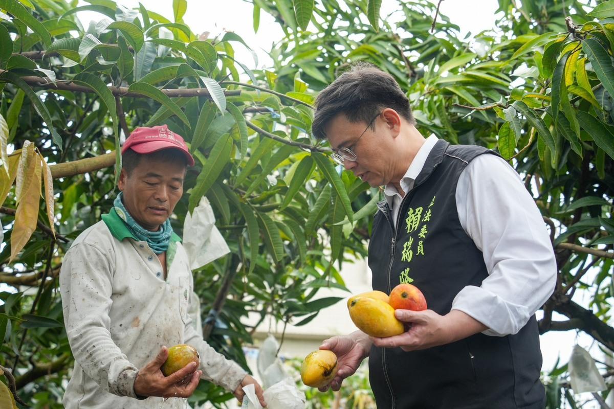 賴瑞隆(右)檢視果農受損情形。 圖：賴瑞隆辦公室/提供