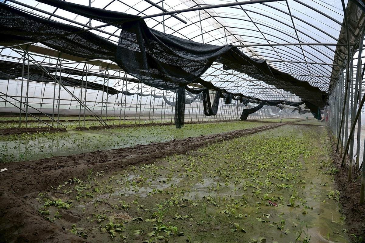 農業部公告薔琵颱風農損救助，9縣市納入現金救助與低利貸款，宜蘭所有受災農產品均可提出申請。(圖為農損示意資料照) 圖：行政院提供