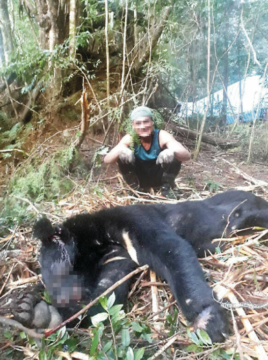 山老鼠盜伐樹瘤，還曾射殺保育類台灣黑熊與野山羊，甚至將其烹煮食用。 圖：資料照