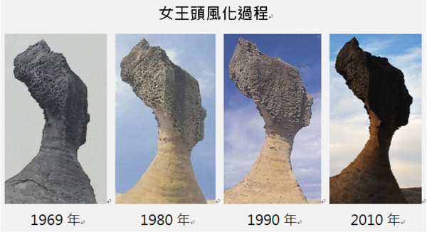 女王頭頸圍31年縮逾百公分，北觀處稱將依科技條件採保護措施並嚴禁人為破壞。 圖：北觀處／提供
