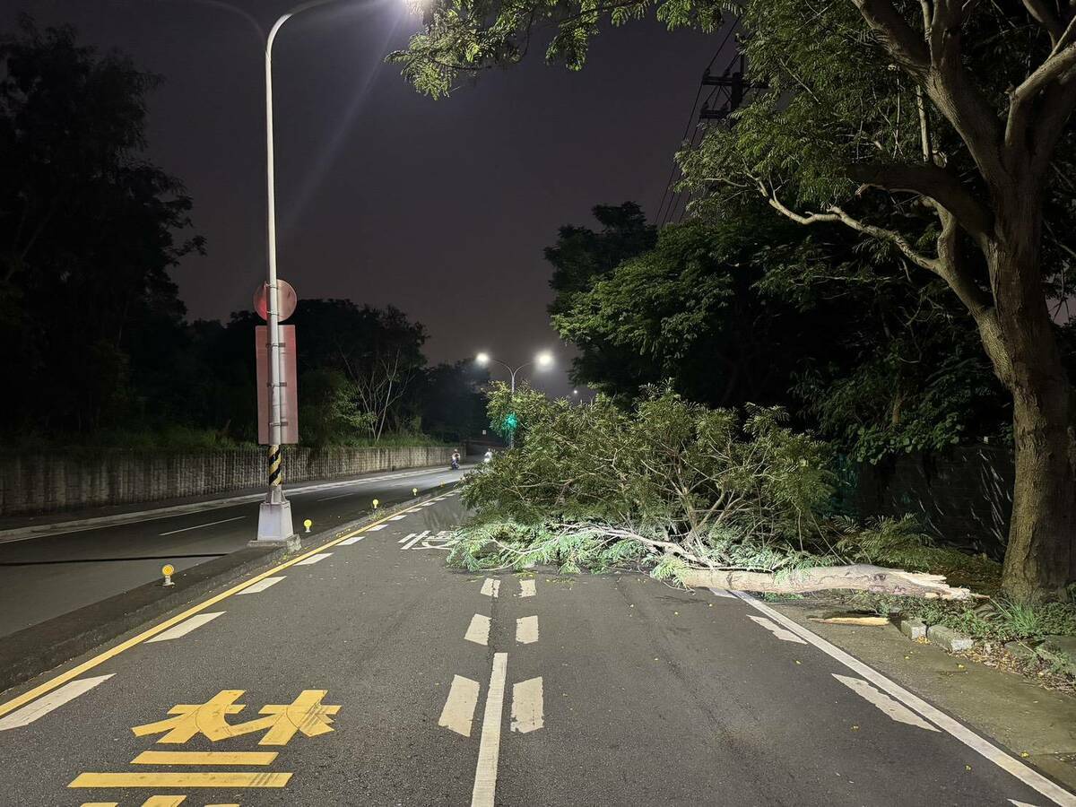 台中西屯路樹深夜倒塌，機車女騎士遭壓傷。 圖/台中市警察局第六分局提供