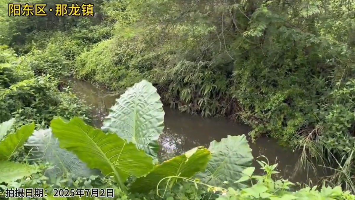 有廣東省民眾反映稱，當地那龍河支流長期受到汙染，「連狗都不喝的河水，卻是下游牛馬們的日常用水」。 圖：擷取自 @whyyoutouzhele X 分享影片